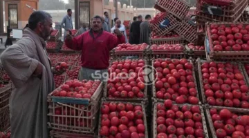شعبة الخضروات: انخفاض تدريجي في أسعار الطماطم حتى شم النسيم