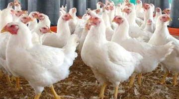 شعبة الدواجن تكشف أسباب تراجع أسعار الفراخ 25 جنيها