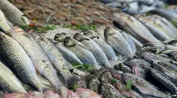 أسعار الأسماك والمأكولات البحرية اليوم في سوق العبور