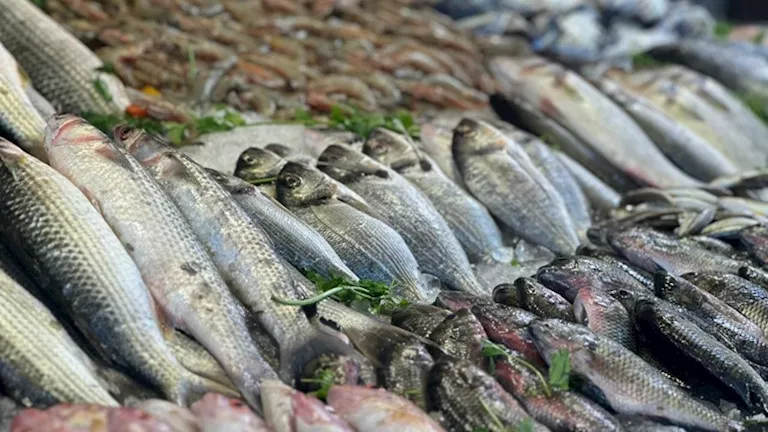 أسعار الأسماك والمأكولات البحرية اليوم في سوق العبور