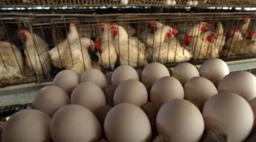 ارتفاع أسعار الدواجن وانخفاض البيض اليوم الجمعة بالأسواق (موقع رسمي)