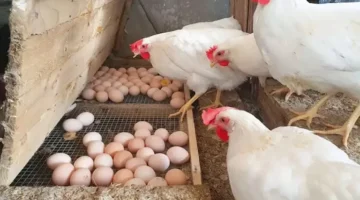 أسعار البيض والدواجن اليوم الاثنين بالأسواق (موقع رسمي)