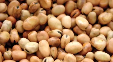 ارتفاع أسعار الفول المعبأ والدقيق والزيت اليوم الخميس بالأسواق