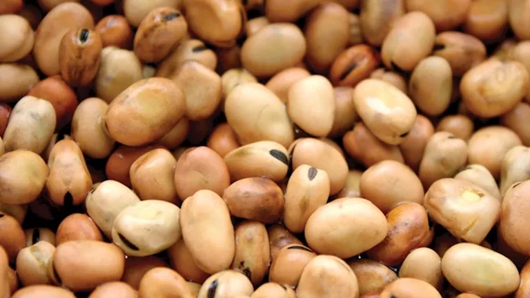 تراجع أسعار الفول والدقيق والزيت اليوم الاثنين بالأسواق