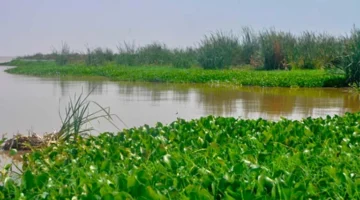 4 فوائد طبية لورد النيل تحوله من تحدٍ بيئي إلى صناعات