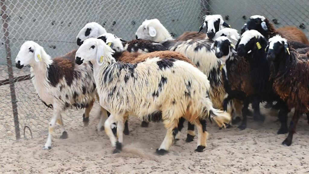 «الزراعة» تتبنى إرشادات لحماية الإنتاج والثروة الحيوانية بعد التقلّبات الجوية.