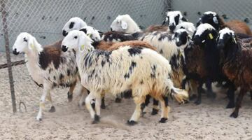 «الزراعة» تتبنى إرشادات لحماية الإنتاج والثروة الحيوانية بعد التقلّبات الجوية.