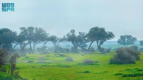 السعودية تستصلح مليون هكتار من الأراضي المتدهورة عبر مبادرتها الخضراء.