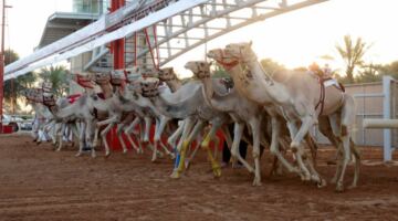 الشاهينية لهجن العاصفة تتوهج في تحدي «عمالقة» ختامي المرموم