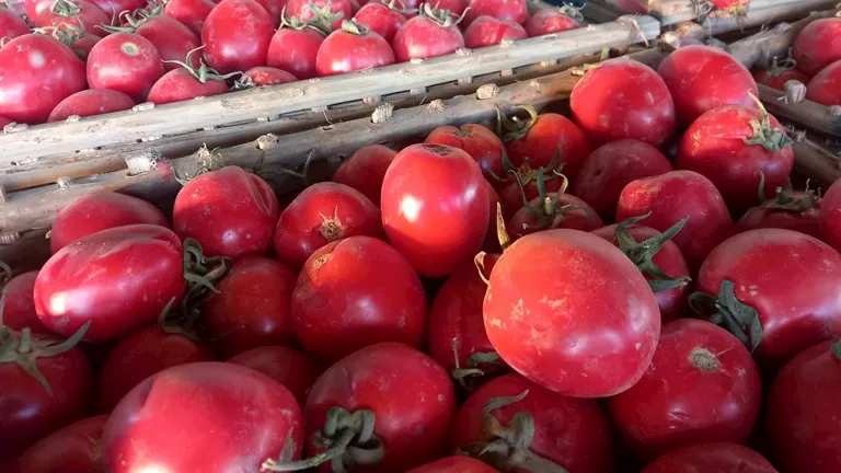 بعد تصريحات رئيس الوزراء.. شعبة الخضروات تكشف أماكن بيع الطماطم بأسعار مخفضة