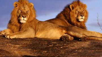 حافظ على توازنك واحذر الغرور.. توقعات حظك اليوم برج الأسد الأحد 29 مارس 2026