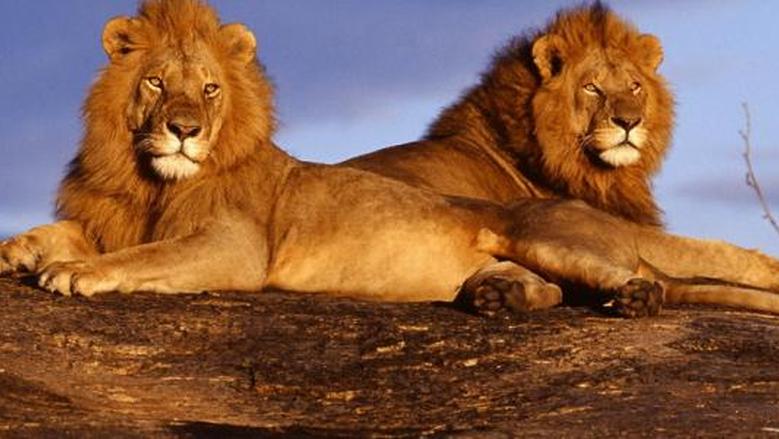 حافظ على توازنك واحذر الغرور.. توقعات حظك اليوم برج الأسد الأحد 29 مارس 2026