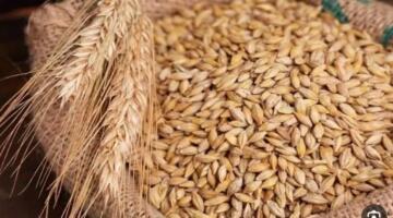 سعر الأرز الشعير اليوم الثلاثاء 31 مارس 2026.. الحبة العريضة والرفيعة بكام؟