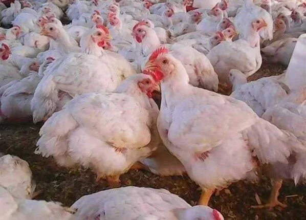 سعر كيلو الدواجن البيضاء بعد الانخفاض الجديد