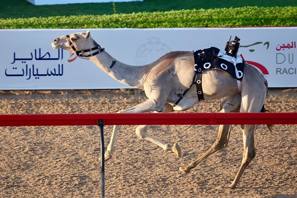 «ودّ» تحلّق بلقب الحول و«البصير» بطل الزمول في مهرجان المرموم