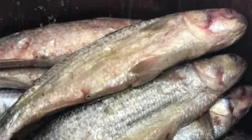 10 نصائح ذهبية لوقاية نفسك من أمراض الأسماك المملحة في شم النسيم