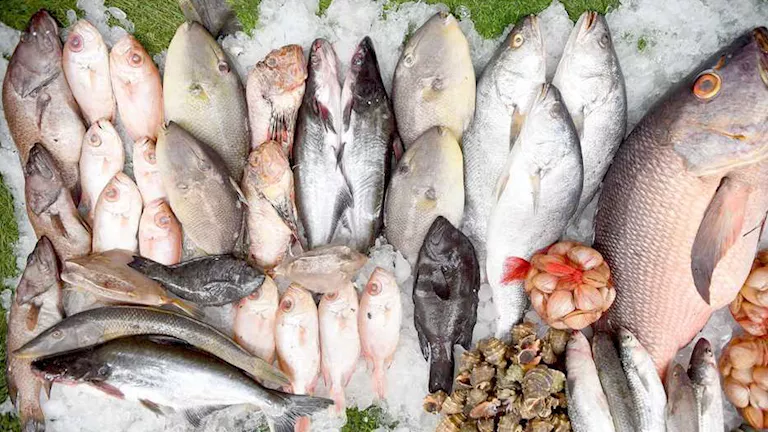 أسعار الأسماك والمأكولات البحرية اليوم في سوق العبور.. 84 جنيهاً لسعر كيلو البلطي