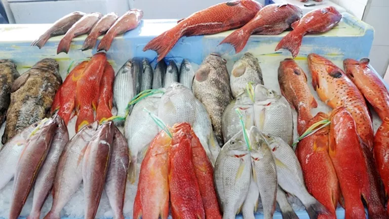 أسعار الأسماك والمأكولات البحرية اليوم الخميس بسوق العبور