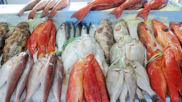 أسعار الأسماك والمأكولات البحرية اليوم في سوق العبور.. تراجع المكرونة