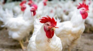 أسعار الدواجن والبيض اليوم الاثنين 13 أبريل 2026