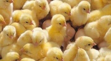 الساسو بـ 9 جنيهات.. أسعار الكتاكيت اليوم السبت 4 أبريل 2026 في الأسواق