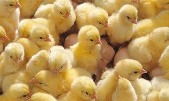 الساسو بـ 9 جنيهات.. أسعار الكتاكيت اليوم السبت 4 أبريل 2026 في الأسواق