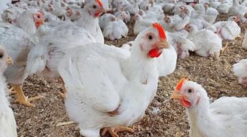 الفراخ البيضاء بكام؟.. أسعار الدواجن وكرتونة البيض اليوم الأحد 5 أبريل 2026