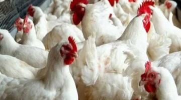 بكام الفراخ البيضاء؟.. أسعار الدواجن بالأسواق اليوم الأحد 5-4-2026