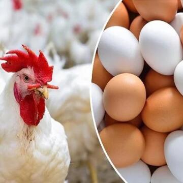 بورصة الدواجن.. أسعار الفراخ البيضاء والبلدي اليوم السبت 18 أبريل 2026