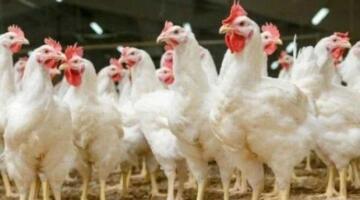 بكم الفراخ النهاردة؟.. مفاجأة جديدة في أسعار الدواجن اليوم الجمعة 24 أبريل 2026