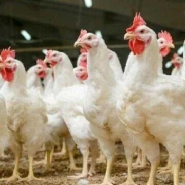 بكم الفراخ النهاردة؟.. مفاجأة جديدة في أسعار الدواجن اليوم الجمعة 24 أبريل 2026