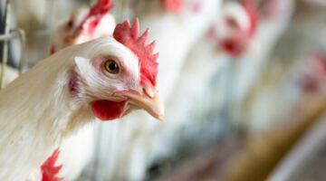 بورصة الدواجن.. أسعار الفراخ البيضاء حالياً