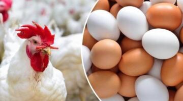 بورصة الدواجن اليوم.. أسعار الفراخ البيضاء وطبق البيض في الأسواق