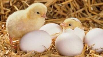 تبدأ من 16 جنيهاً.. أسعار الكتاكيت اليوم السبت 17 أبريل 2026 في بورصة الدواجن