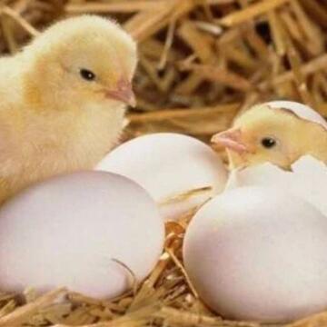 تبدأ من 16 جنيهاً.. أسعار الكتاكيت اليوم السبت 17 أبريل 2026 في بورصة الدواجن