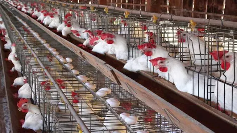 تراجع أسعار الدواجن وارتفاع البيض اليوم الأربعاء بالأسواق (موقع رسمي)