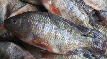 ثبات أسعار الأسماك والجمبري اليوم الجمعة 3 أبريل 2026