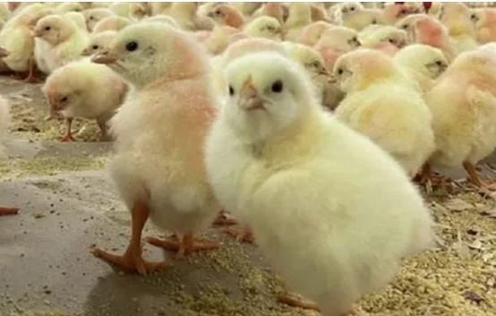 سعر الكتكوت الأبيض اليوم الجمعة 3 أبريل 2026