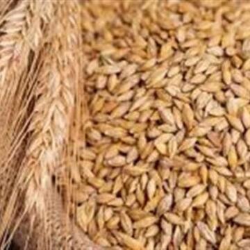 سعر الأرز الشعير اليوم 2026.. طن الحبة الرفيعة والعريضة بكام؟