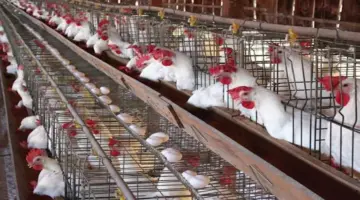 صعود أسعار الدواجن وتراجع البيض اليوم الأربعاء بالأسواق (موقع رسمي)