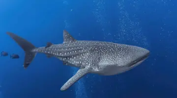 فيديو مروع.. قرش حوتي يقتحم جلسة تصوير تحت الأعماق – أخبار السعودية