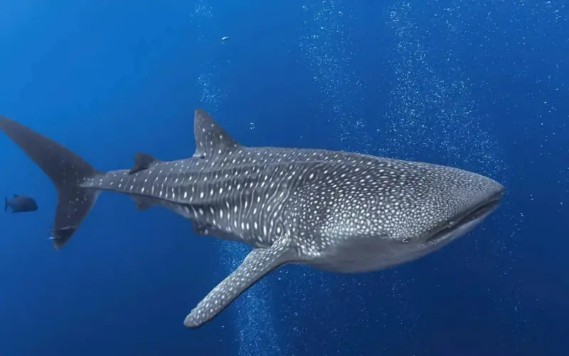 فيديو مروع.. قرش حوتي يقتحم جلسة تصوير تحت الأعماق – أخبار السعودية