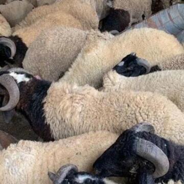 قبيل عيد الأضحى 2026.. أسعار الخراف والعجول