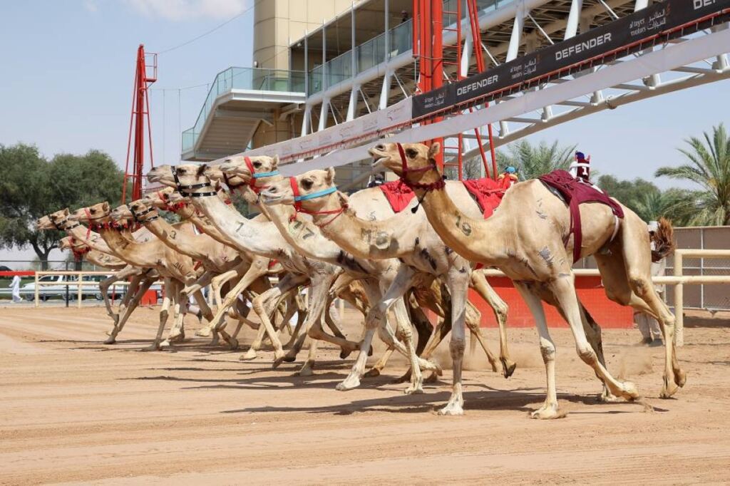 مهرجان ختامي المرموم 2026 يعزز صدارته بأرقام قياسية ومشاركة كبيرة