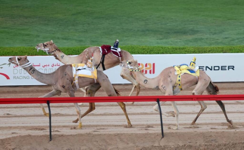 «ميادة» تحصد سيف ختامي المرموم لهجن أبناء القبائل