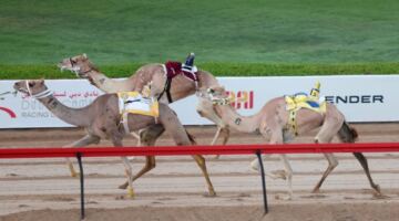 «ميادة» تحصد سيف ختامي المرموم لهجن أبناء القبائل