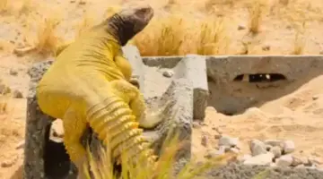 صحيفة المرصد – بالفيديو: انتشار الضبان داخل مقبرة بالخبر واتخاذها القبور جحورًا لها!